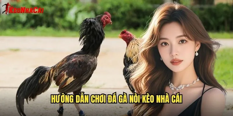 Hướng Dẫn Chơi Đá Gà Nòi Kèo Nhà Cái