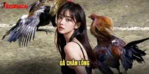gà chân lông